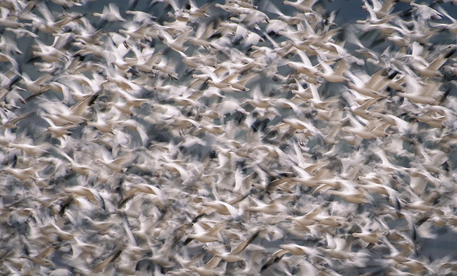 Snow Geese